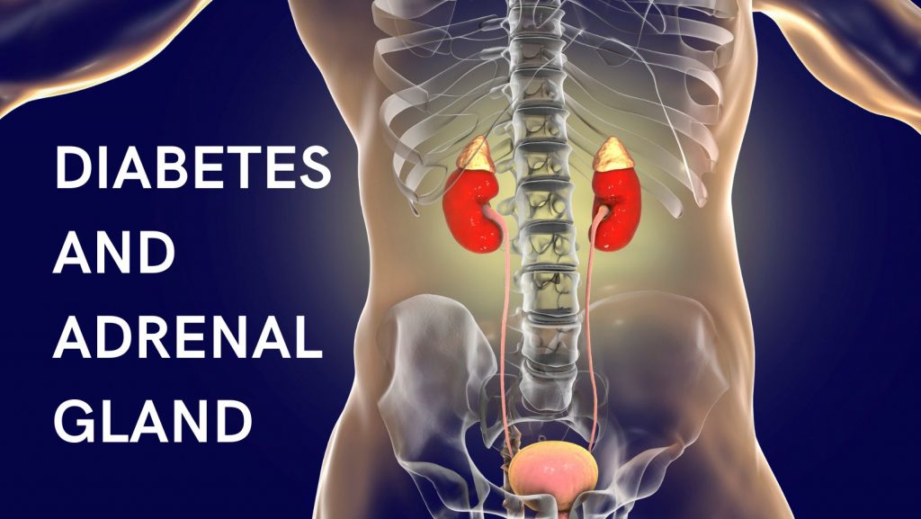 diabetes-and-adrenal-gland